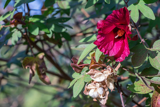 Close up  Tree Cotton or Gossypium arboreum in a garden.(Ceylon cotton, Chinese Cotton, Tree Cotton of India.)