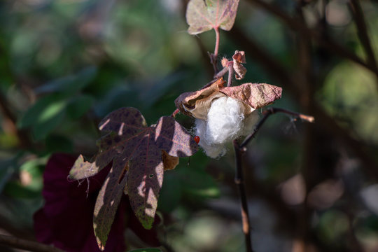 Close up  Tree Cotton or Gossypium arboreum in a garden.(Ceylon cotton, Chinese Cotton, Tree Cotton of India.)