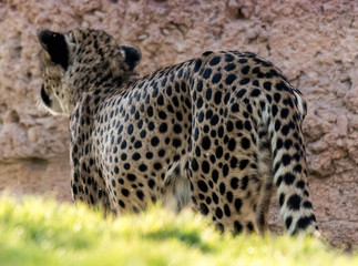 Wild Animal Cheetah or Tiger in Jungle