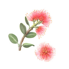 Pohutukawa or New Zealand Christmas Tree Pencil Drawing Isolated on White