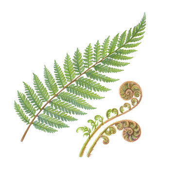 Silver Fern Hand Drawn Pencil Illustration Isolated on White