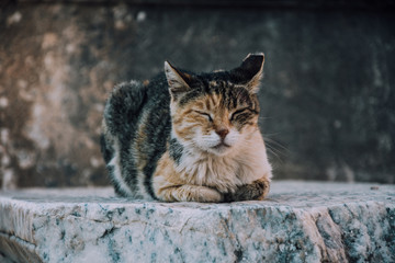 Street cat. Striped little kitten on the ruins.Turkish cat.Photo of cat with place for text. Cat on the ruins of Ephesus.Homeless kitten. Shorthair cat.Selcuk,Ephesus,Turkey.Ruins of an ancient city.