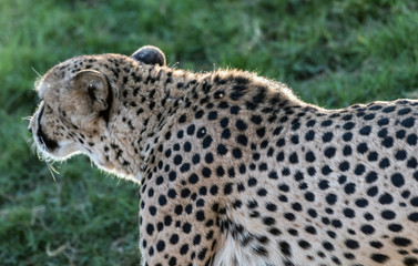 Wild Animal Cheetah or Tiger in Jungle