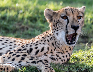 Wild Animal Cheetah or Tiger in Jungle