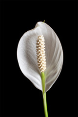 Peace lily flower on the black background