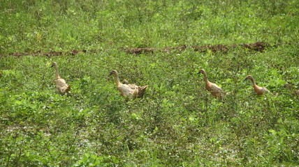 A group of ducks look for food in rice fields and gardens that are flooded