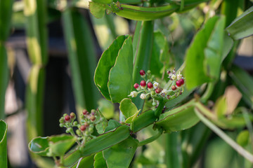 Close up Cissus quadrangularis herb plant.Commonly known as Veldt grape,devil's backbone,adamant creeper,asthisamharaka or hadjod.
