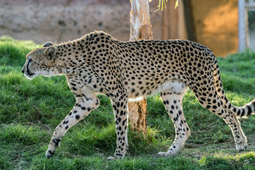 Wild Animal Cheetah or Tiger in Jungle