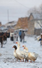 a flock of geese in the poultry farm.kars /turkey