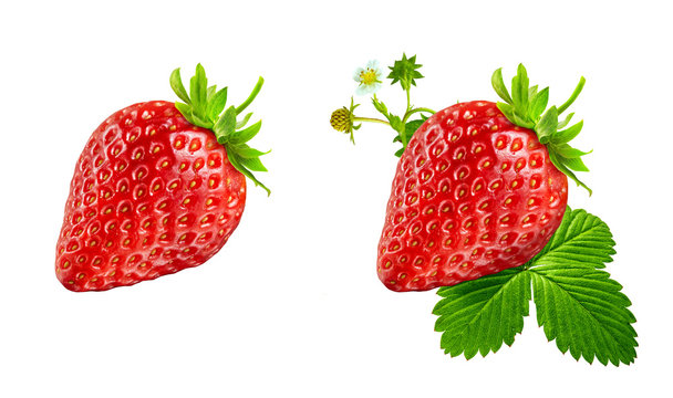 Fresh ripe strawberry fruit and strawberry leaves isolated. Juicy sweet berry design elements composition, focus stacking, white background. Tasty vitamin fruit label, healthy diet nutrition concept