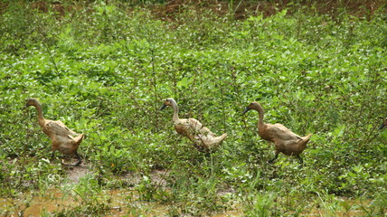 A group of ducks look for food in rice fields and gardens that are flooded
