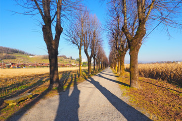 Fototapeta na wymiar Footpath lined with bare poplar trees near Mapello village, Bergamo. Winter sunshine, diminishing perspective