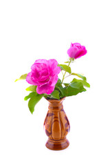 rose in vase on white background