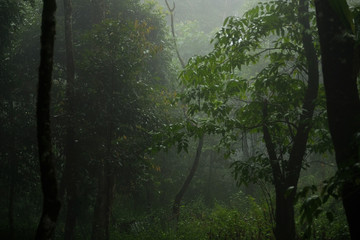 Abundant wild in the laos are very fresh and beautiful.