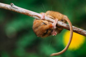 Little hazel dormouse climb the twigs in nature. Muscardinus avellanarius.