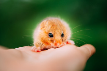 Little hazel dormouse climb the twigs in nature. Muscardinus avellanarius.