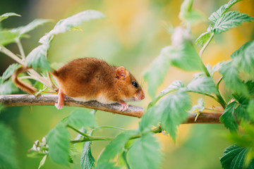 Little hazel dormouse climb the twigs in nature. Muscardinus avellanarius.
