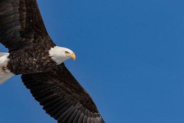 Close up of Bald Eagle Flying