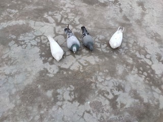 Fototapeta premium Group of Pigeons