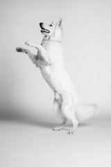 Fototapeta premium Berger blanc suisse en Studio