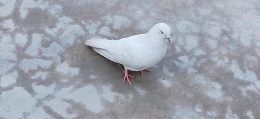 White Pigeon