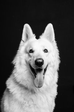 Berger Blanc Suisse En Studio