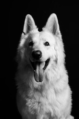 Berger blanc suisse en Studio