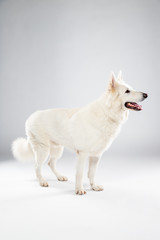 Berger blanc suisse en Studio
