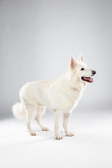 Obraz premium Berger blanc suisse en Studio