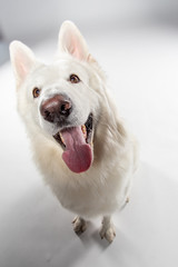 Berger blanc suisse en Studio