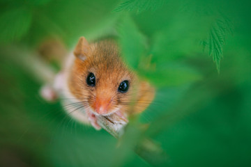 Little hazel dormouse climb the twigs in nature. Muscardinus avellanarius.