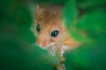 Little hazel dormouse climb the twigs in nature. Muscardinus avellanarius.