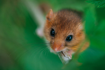 Little hazel dormouse climb the twigs in nature. Muscardinus avellanarius.