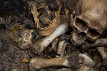 Skull and bones buried dug from a pit in the graveyard or cemetery on the ground in the forest,