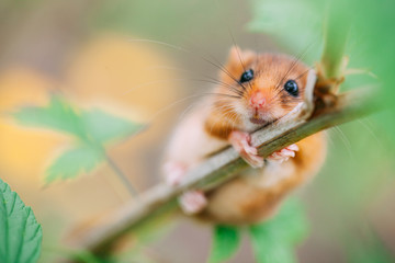 Little hazel dormouse climb the twigs in nature. Muscardinus avellanarius.