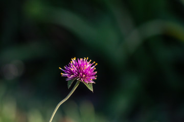 Gomphrena pulchella Fireworks flower in a garden.Selective focus pink flower.