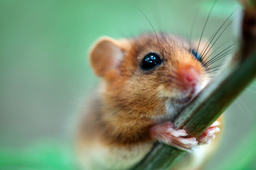 Little hazel dormouse climb the twigs in nature. Muscardinus avellanarius.