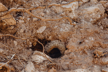 &eacute;cureuil r&eacute;fugi&eacute; dans son terrier