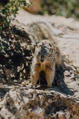 bel écureuil aperçu à Grand Canyon