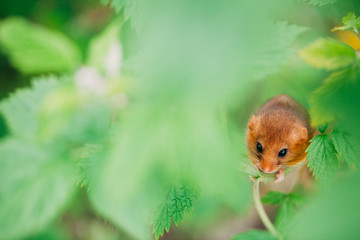 Little hazel dormouse climb the twigs in nature. Muscardinus avellanarius. Endangered animal.