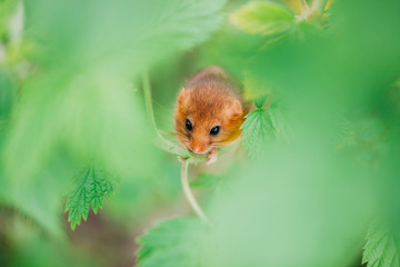 Little hazel dormouse climb the twigs in nature. Muscardinus avellanarius. Endangered animal.