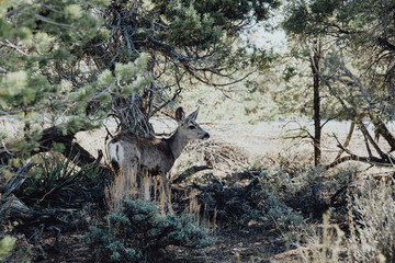 Biche dans son environnement naturel