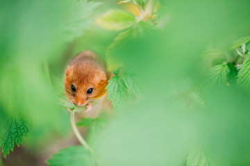 Little hazel dormouse climb the twigs in nature. Muscardinus avellanarius. Endangered animal.