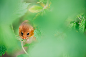 Fototapeta premium Little hazel dormouse climb the twigs in nature. Muscardinus avellanarius. Endangered animal.