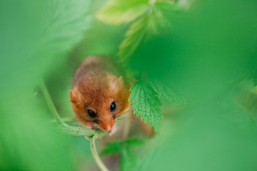 Little hazel dormouse climb the twigs in nature. Muscardinus avellanarius. Endangered animal.