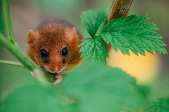 Little hazel dormouse climb the twigs in nature. Muscardinus avellanarius. Endangered animal.