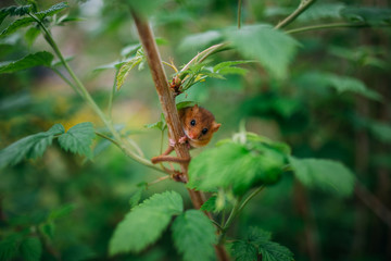 Little hazel dormouse climb the twigs in nature. Muscardinus avellanarius. Endangered animal.