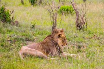  African lion with a small mane