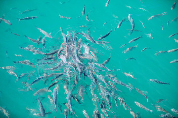 Fototapeta na wymiar Shoal of fish in seawater, many sea fishes top view, fry in the sea, sea fishes on the water surface, on the surface of the sea water aquamarine azure reflection turquoise blue abstract background