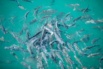 Shoal of fish in seawater, many sea fishes top view, fry in the sea, sea fishes on the water surface, on the surface of the sea water aquamarine azure reflection turquoise blue abstract background